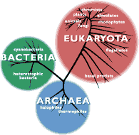 Introduction to the Archaea