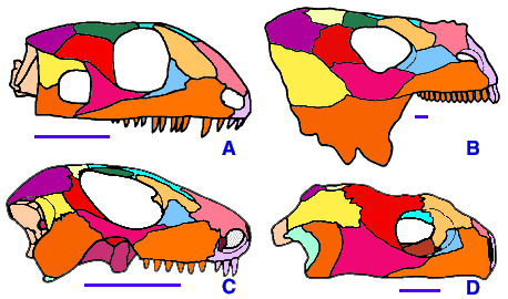 Illustration of stapes morphology following the nomenclature of