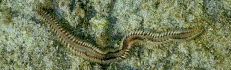 annelida polychaeta