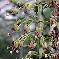 Nepenthes flowers