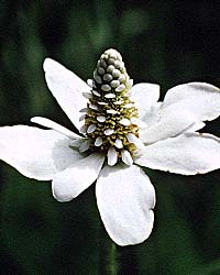 Anemopsis flower