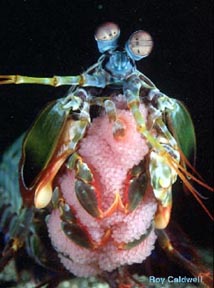 Stomatopod with egg mass