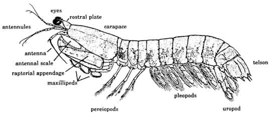 Diagram of stomatopod