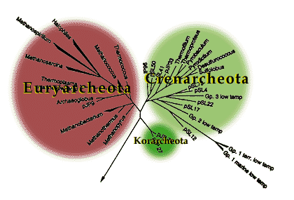 Archaea phylogeny