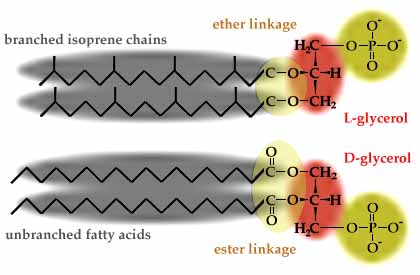 archaea vs bacteria cell wall