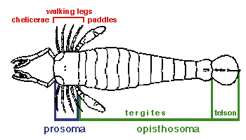 Pterygotus morphology