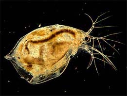 Daphnia