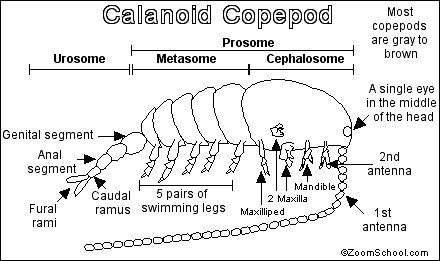 Copepod morphology