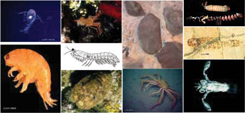 examples of crustaceans