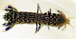 G. graphurus 1