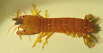 G. graphurus 2