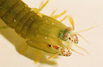 G. graphurus 3