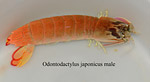 O. japonicus 1