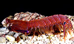 P. richeri 1