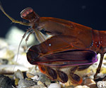P. richeri 2