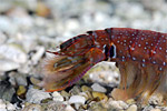 P. richeri 3