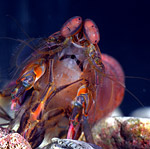 P. richeri 4