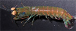 R. ornata 1