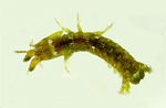 T. spinosocarinatus 2