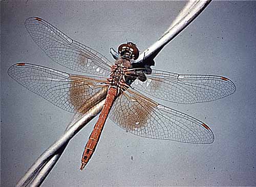 giant dragonfly extinct