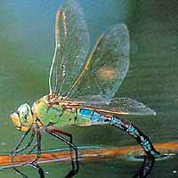 Emerging dragonfly