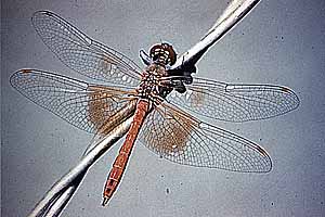 Dragonfly adult