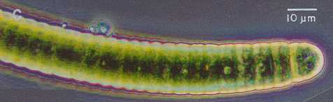 precambrian bacteria