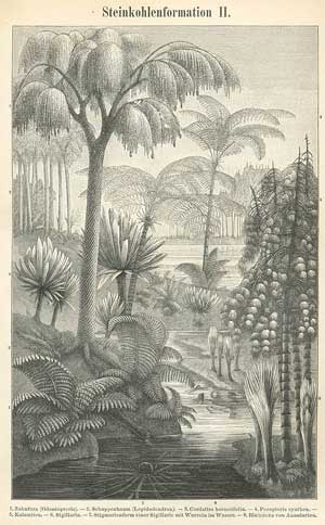 Carboniferous forest etching