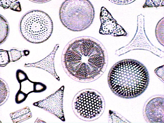 https://ucmp.berkeley.edu/chromista/diatoms/diatomdiverse.jpg