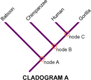 Cladogram A