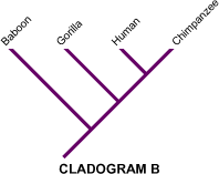 Cladogram B