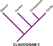 Cladogram C