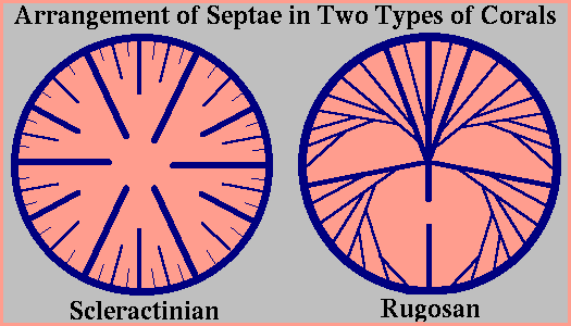 Septae arrangements