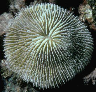 Fungiid coral