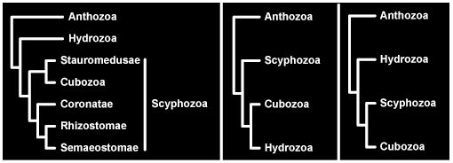 Alternative Hypotheses for the Phylogenetic Position of Cubozoa