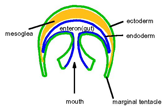 Diagram of a typical medusa