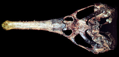 Champsosaur skull