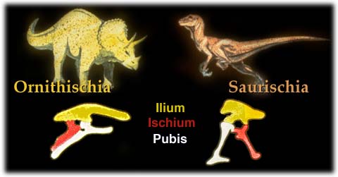 Morphology of the Dinosauria