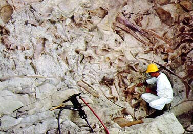 A worker at Dinosaur National Monument excavates bones