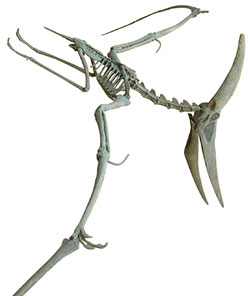 Pteranodon skeleton