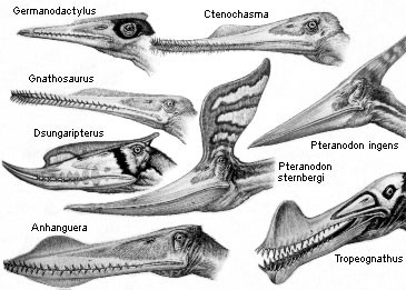 Various pterosaurs