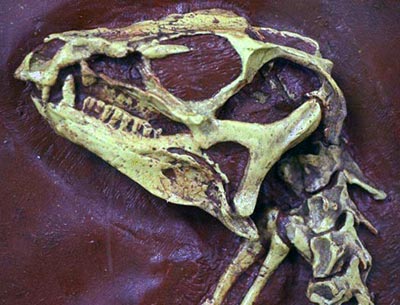 Heterodontosaurus skull