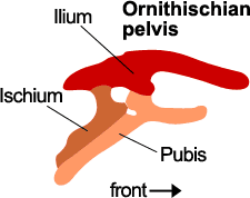 Ornithischian pelvis