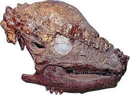 Pachycephalosaurus skull