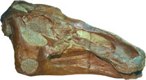 Hadrosaurine skull