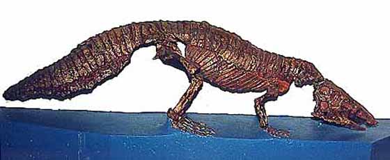 Aetosaur mount