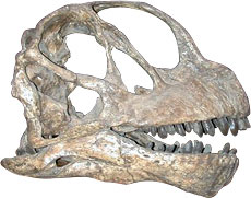 Side view of Camarasaurus skull
