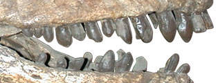 Camarasaurus teeth