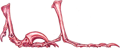 Comparison of Deinonychus foot with that of a modern pigeon, by Michael Skrepnick