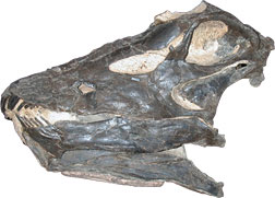 Side view of Diplodocus skull